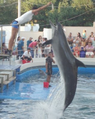Vedetele Delfinariului au fost mutate în bazinul acoperit